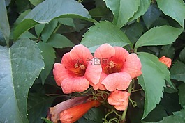 阿拉尼亞鮮花,花卉,植物