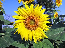 向日葵,花,黃色