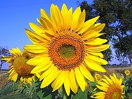 太陽(yáng)花,向日葵,花