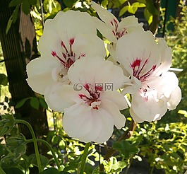 天竺葵,花園,鮮花