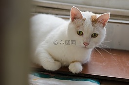 貓,家,窺視
