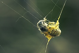 捕獲,網(wǎng)絡(luò),拂去灰塵