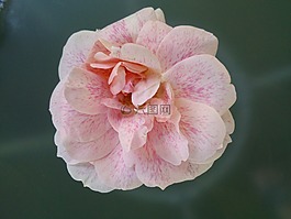 玫瑰,花園,玫瑰綻放