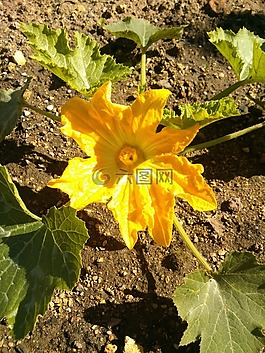 夏南瓜,花園,黃色
