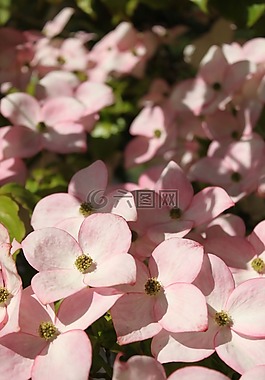 粉紅山茱萸,山茱萸,木本植物