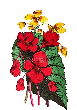 海棠,鮮花,葉