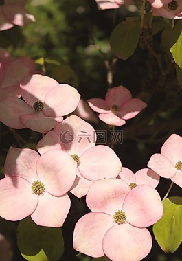 粉紅山茱萸,山茱萸,木本植物