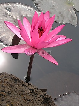 水百合,花,百合