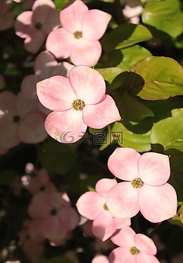 粉紅山茱萸,山茱萸,木本植物