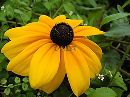 花,黃色的花瓣,花園