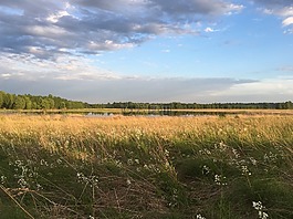 黃昏,池,景觀