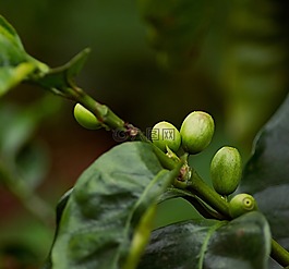 咖啡豆,咖啡,植物