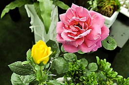 玫瑰花茶,牡丹,鮮花