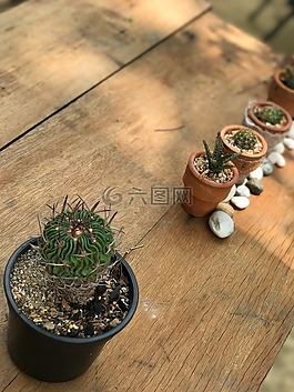 仙人掌,適合所有皮膚類型,木材