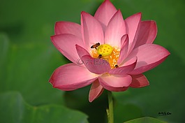 蓮花,夏天,昆蟲