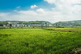 秋天,稻田,天空
