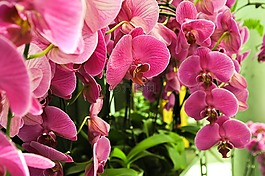 蝴蝶蘭,鮮花,植物
