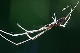 strecker 蜘蛛,tetragnatha 宏广延,网络蜘蛛