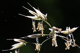 草,鮮花,郵票