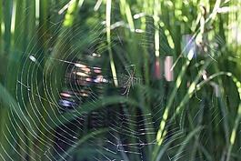 strecker 蜘蛛,tetragnatha 宏广延,蜘蛛