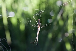 strecker 蜘蛛,tetragnatha 宏广延,网络蜘蛛