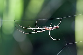 strecker 蜘蛛,tetragnatha 宏广延,蜘蛛