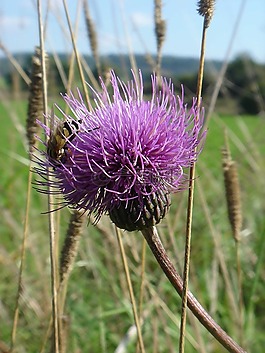 薊,秋,性質(zhì)