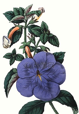 丘比特的弓,花,自然