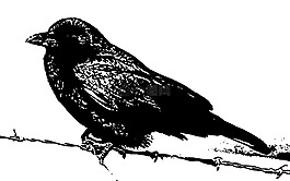 鳥,烏鴉,鐵絲網(wǎng)