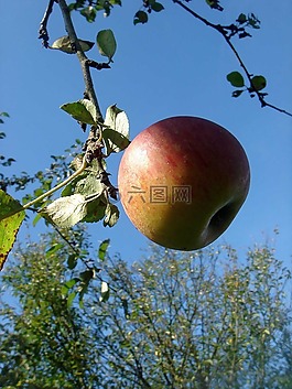 蘋果,秋,樹