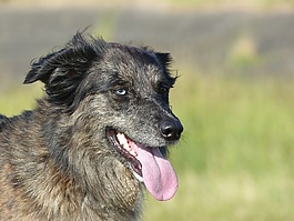 關(guān)閉,dierenportret,狗