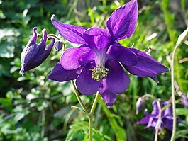鴿的,開花,紫