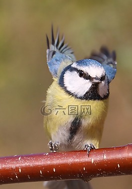 藍雀,鳥園,飛行