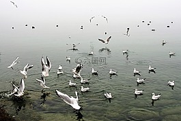 在航班,海鷗,水鳥