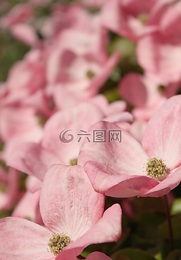 粉紅山茱萸,山茱萸,木本植物