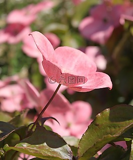 粉紅山茱萸,山茱萸,木本植物
