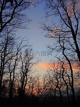 日落,森林,天空