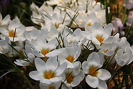 鮮花,春天,番紅花