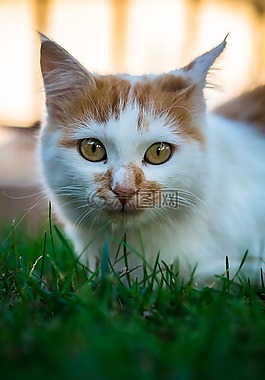 貓,貓的頭,國內(nèi)的動物