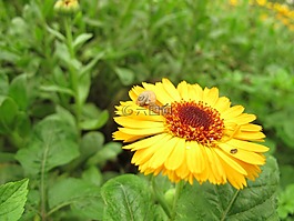 菊花,蝸牛,春天