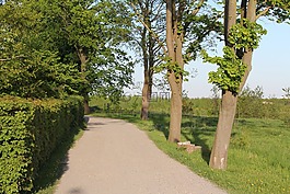 夏,舒適,小路上