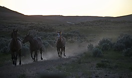 野馬,野性,野生動物