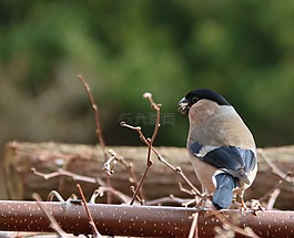 布爾芬奇,女性,鳥園