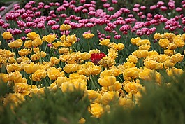 郁金香,花床,明亮