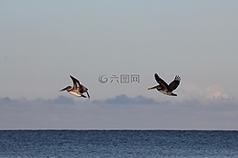 鵜鶘在航班,墨西哥海灣,佛羅里達州