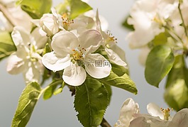 蘋果花,蘋果,蘋果樹