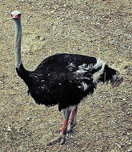 鴕鳥(niǎo),鳥(niǎo),野生動(dòng)物