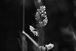 稻草,自然,草