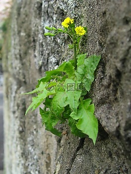 onitabirako,惡魔tahirako,菊科植物