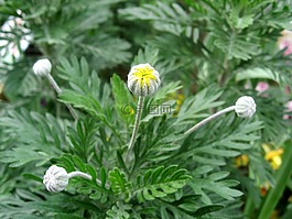 芽,黃色,鮮花